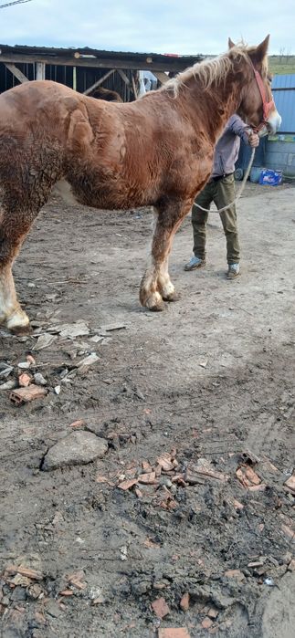 Vând sau schimb cu junici manz de 2 ani castrat fără defecte