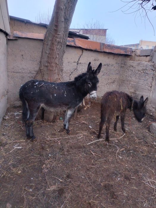 Продам срочно осел