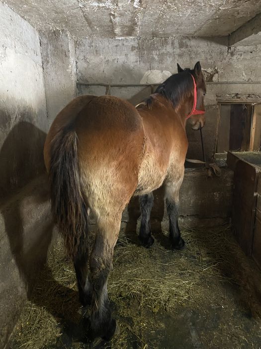 Manz cuminte de 8 luni