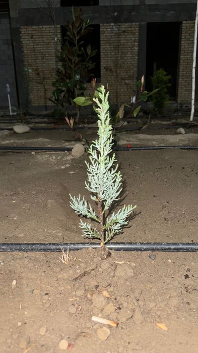 Аризониский кепарис