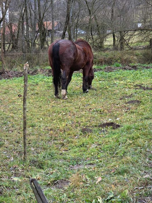 Se vinde cal în Lunca Cernii de jos