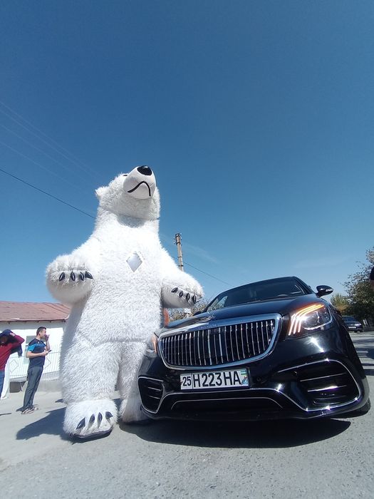 Ayiqlar xizmati barcha viloyat boylab