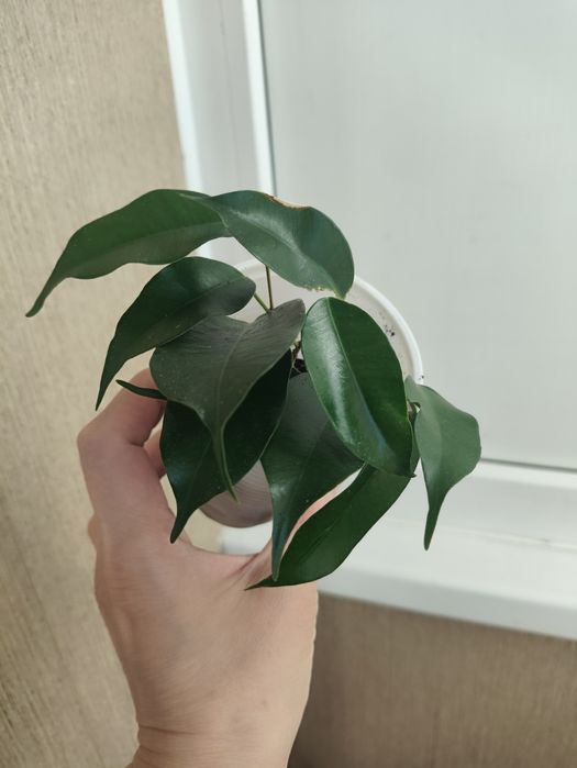 Фикус Бенджамина Даниэль