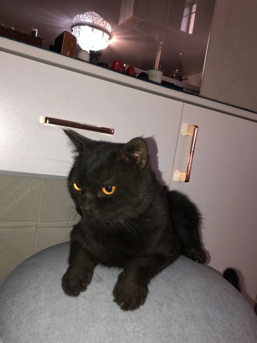 Кот Скотиш страйт продаю