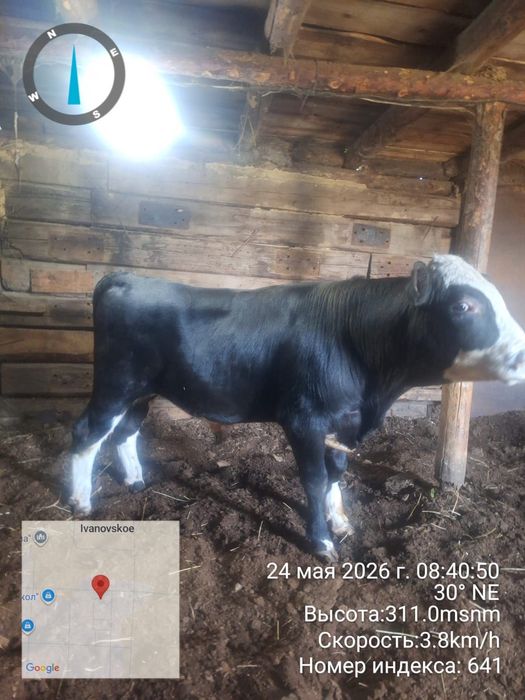 Продам быка с откорма