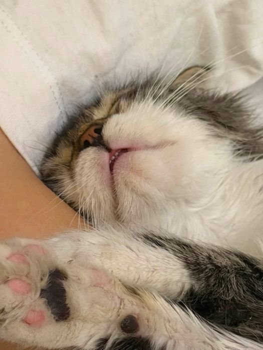 Мъжко котенце търси своя любящ дом!