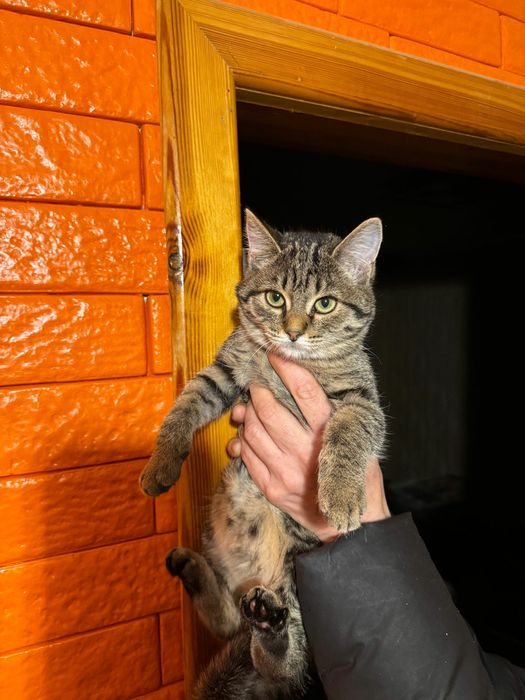 Котенок ищет дом