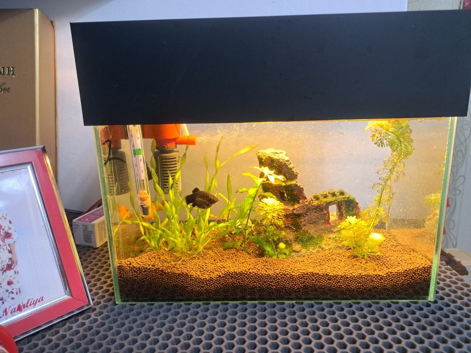 Продам аквариум 15 литров со всеми рыбками грунт и растение