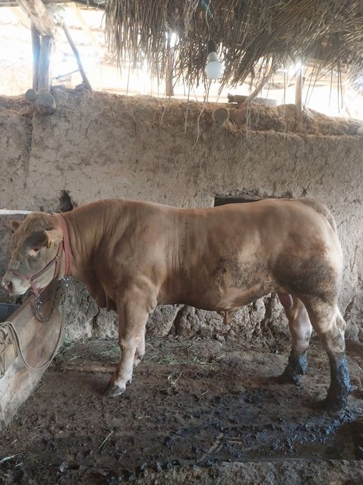 Limuzin buqa sotiladi