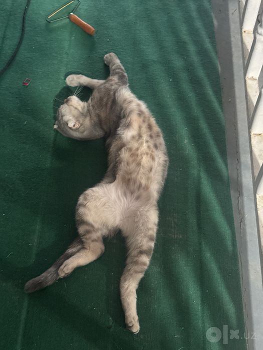 Скотш фолд шатланский мушук сотилади