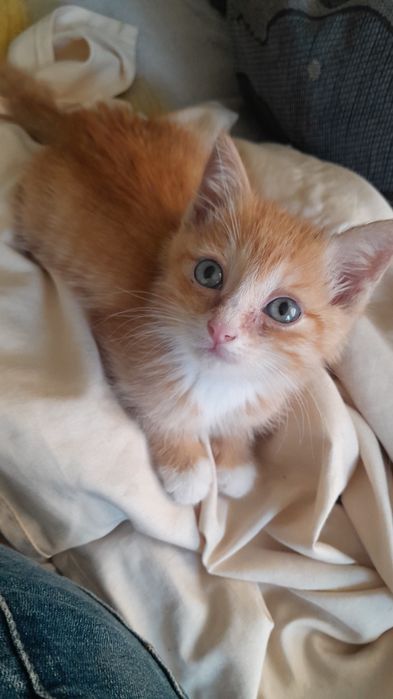 Дарю котёнка мальчик!