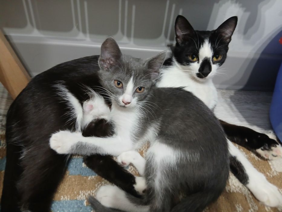 Котенок родился 25-октября