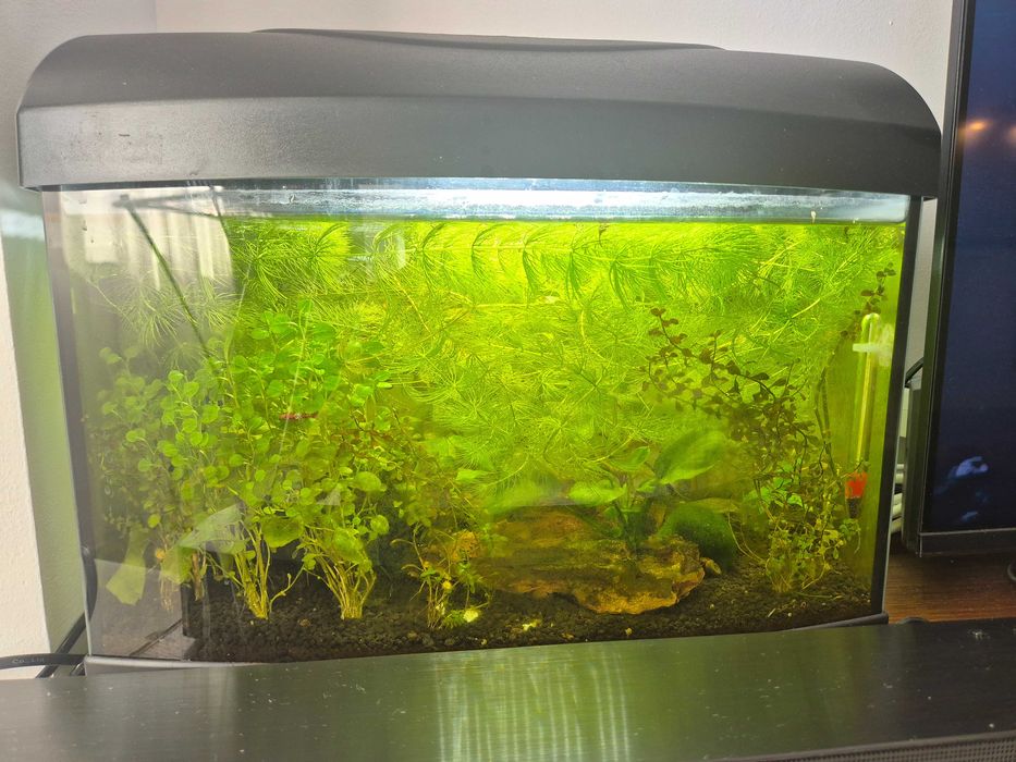 Acvariu Diversa 25l