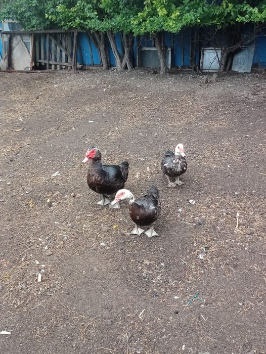 Продам Индаутка 2+1