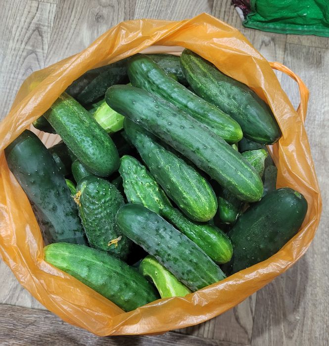 Продам домашние помидоры и огурцы