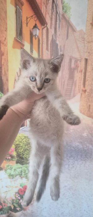 Котенок девочкаа