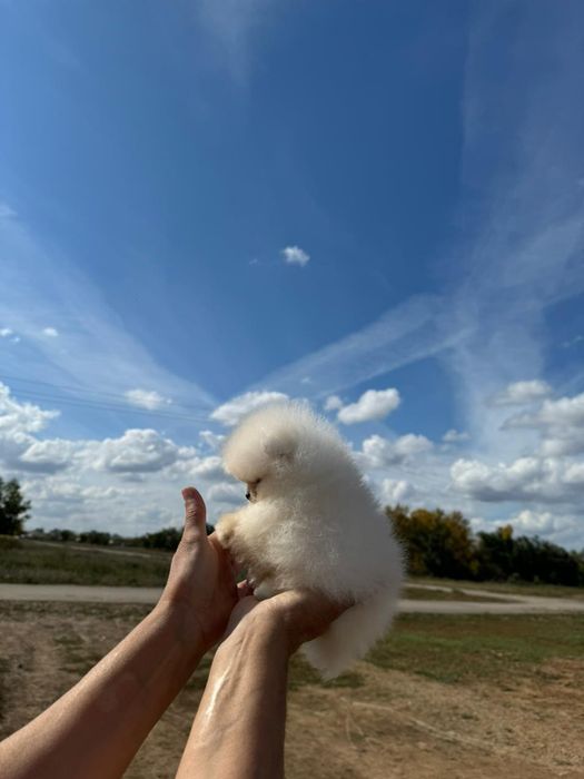 Шикарные Малыши Шпицульки