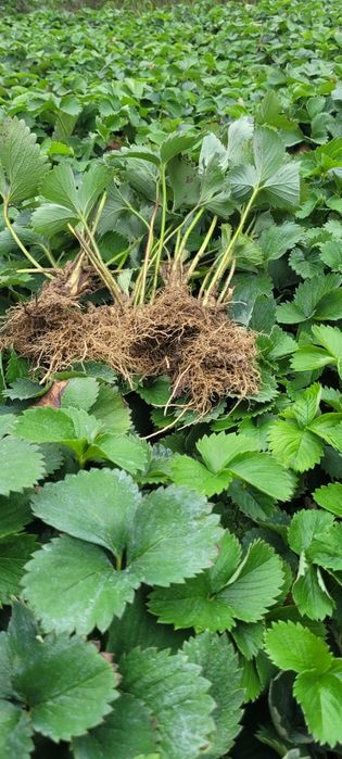 Stoloni de căpșuni clery