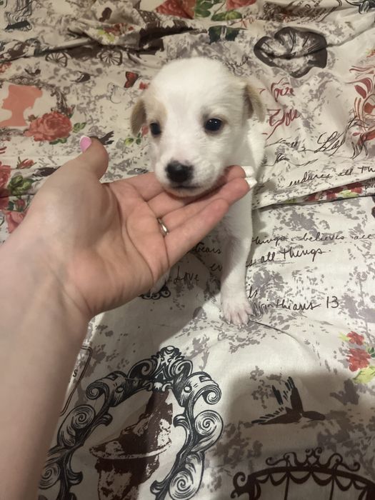 Продавам малко куче пинчер-женски при интерес на лично