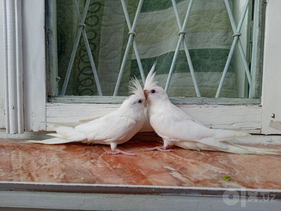 Ruchnoy qolga organga qushlar gapirtish uchun juda ajoyip tanlov