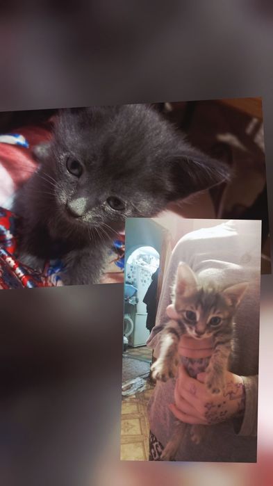 Котят в добрые руки