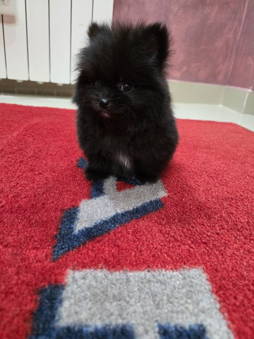 Pomeranian mascul negru