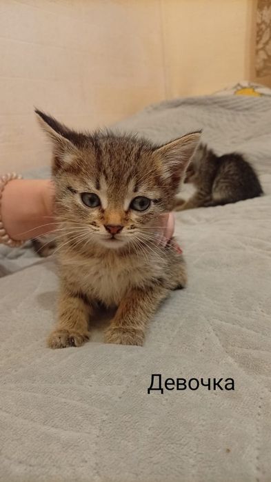 Отдам котят разных