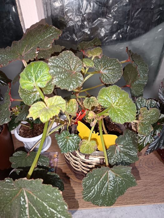 Бегония лиственная