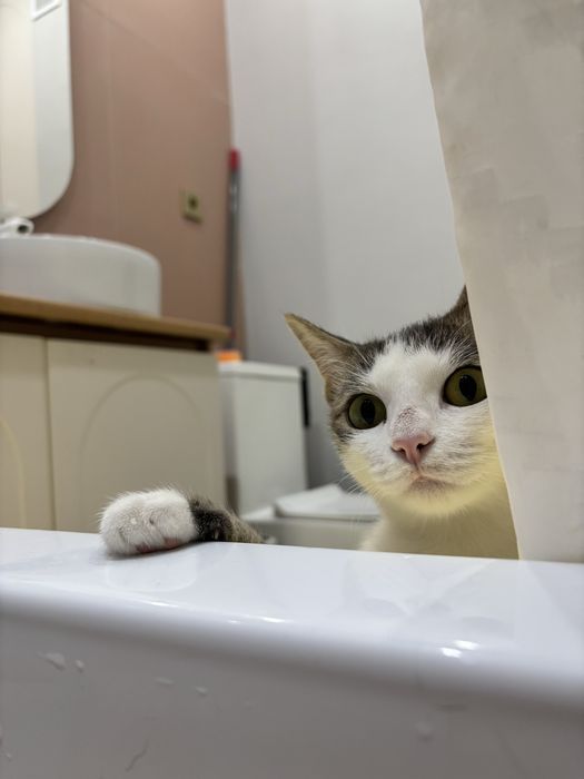 Кошечка ищет семью, девочка