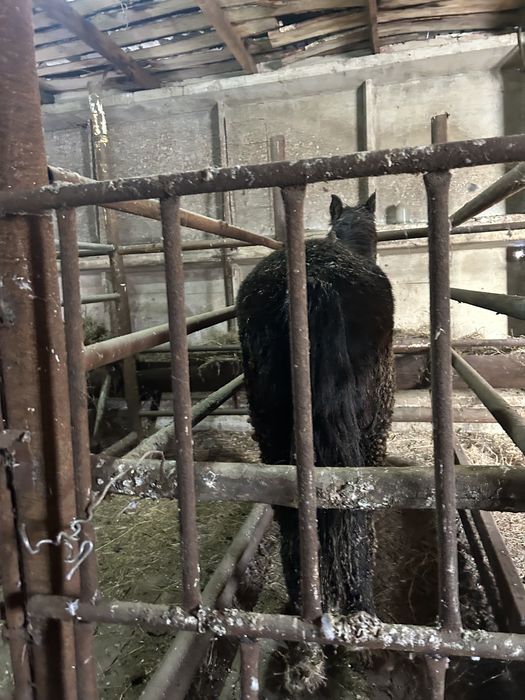 Продам тай 1,5 годовалые