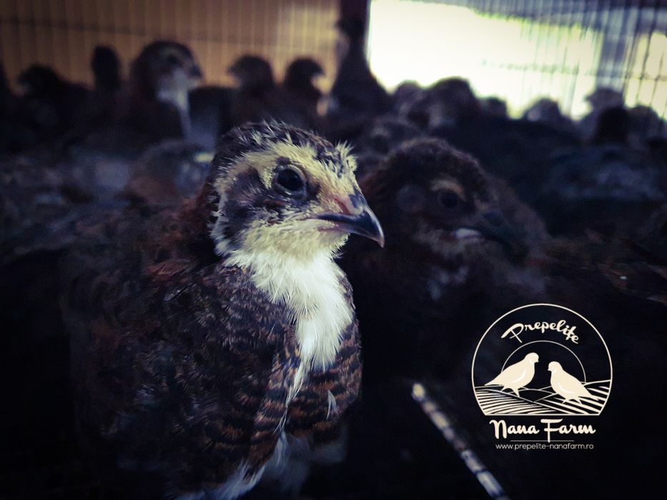 Oua prepelite pentru incubator