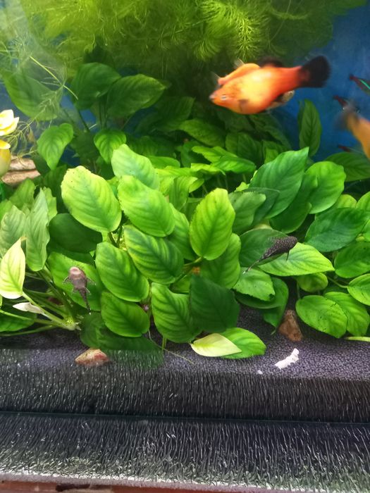 Аквариумные растения