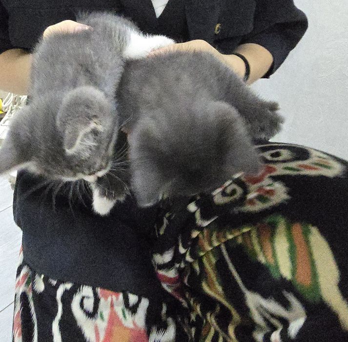 2 котики мальчик и девочка