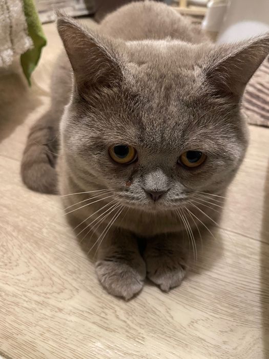 Британская кошка