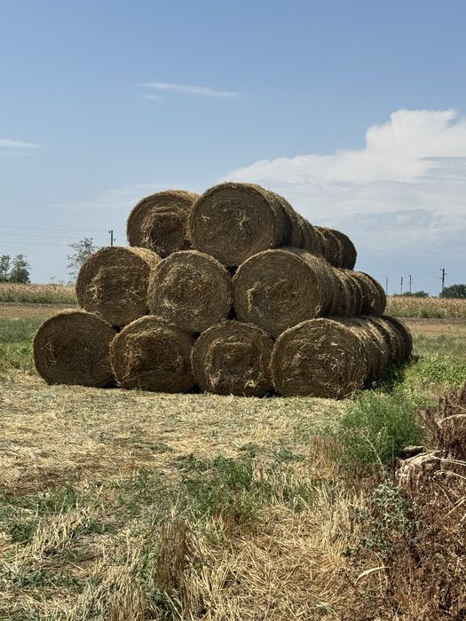 Vand baloti paie 2025 160cm diametru