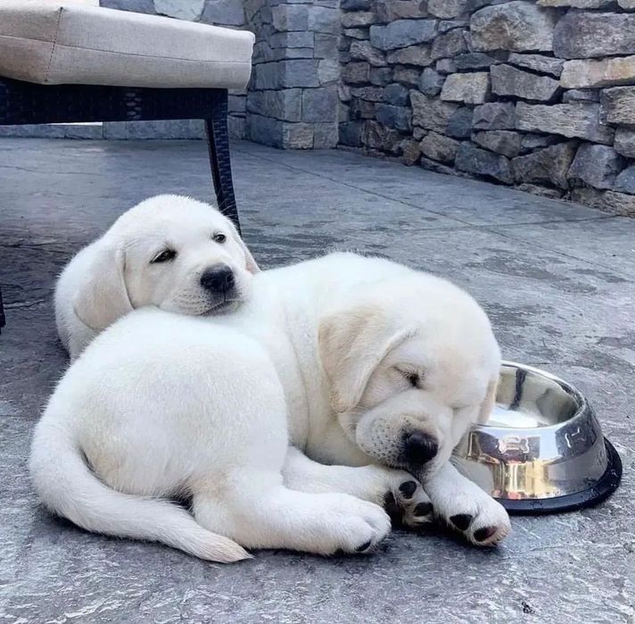 Щеночки Лабрадора