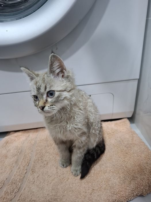 Отдам котёнка в добрые руки