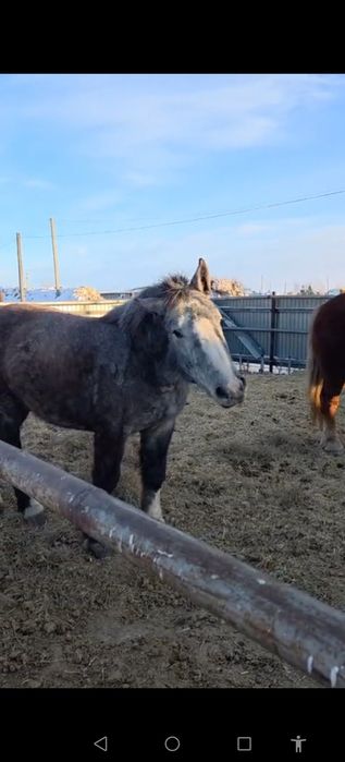 Першеронка кобылка тяжеловоз