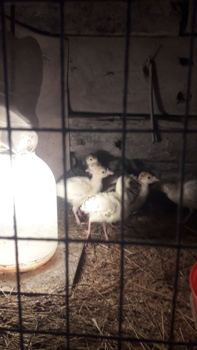 Индюшата домашние