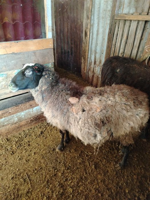 Романовский кой сатылады