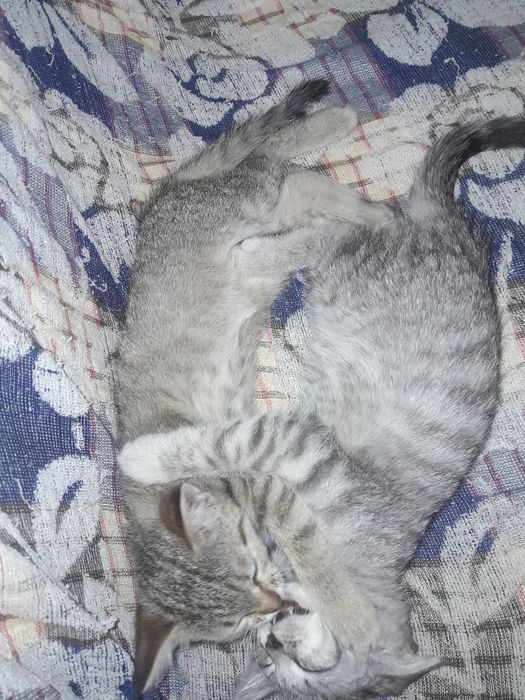 Котята бесплатно
