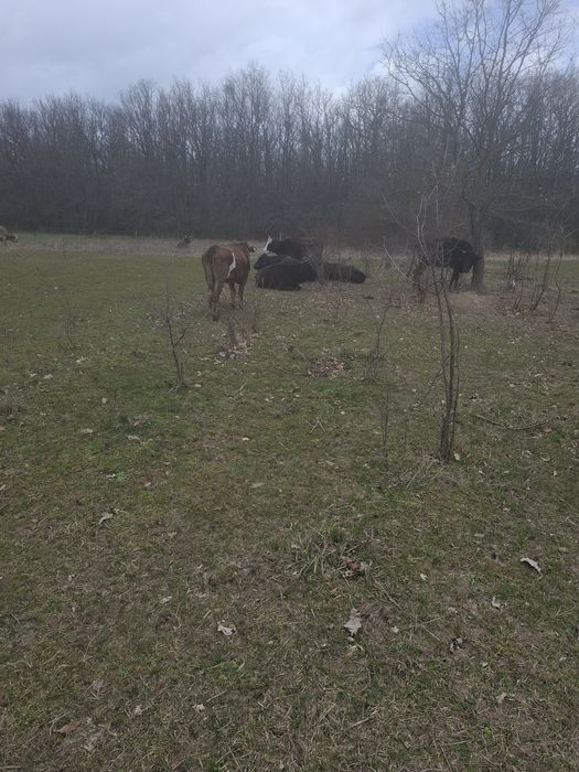 vitei, vaca cu vitel,  vaci, tauri