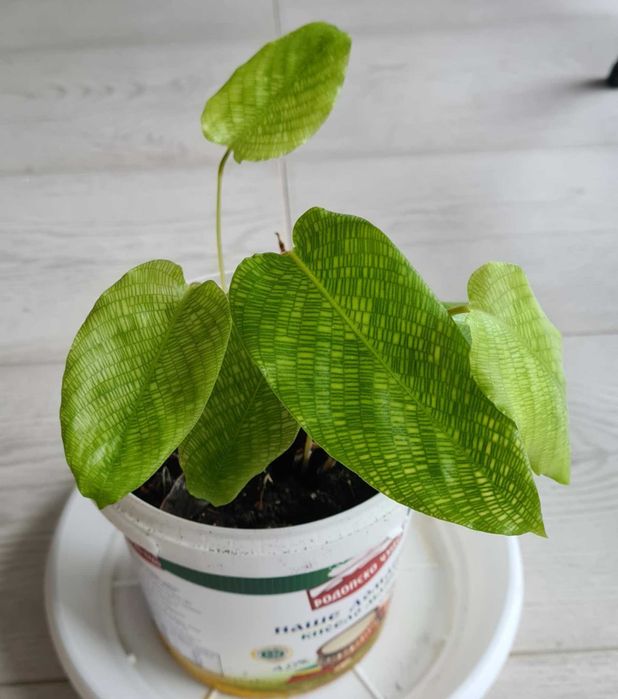 Калатея/Calathea musaica