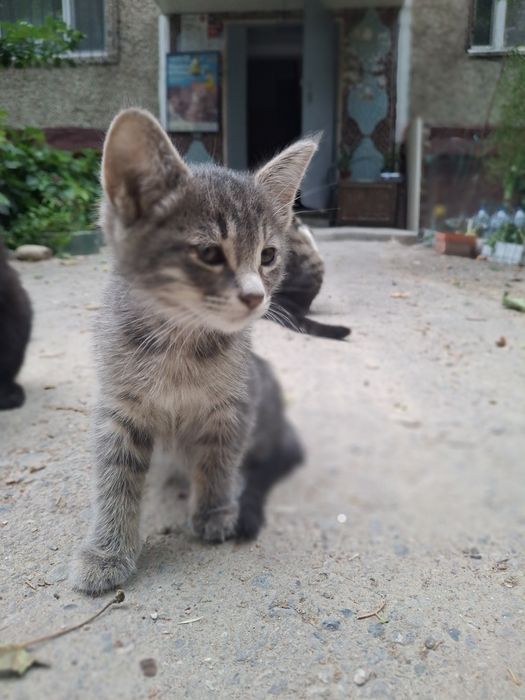 Продаю котят/кошек/котов в  городе Ташкент  одаю в хорошие руки не дор