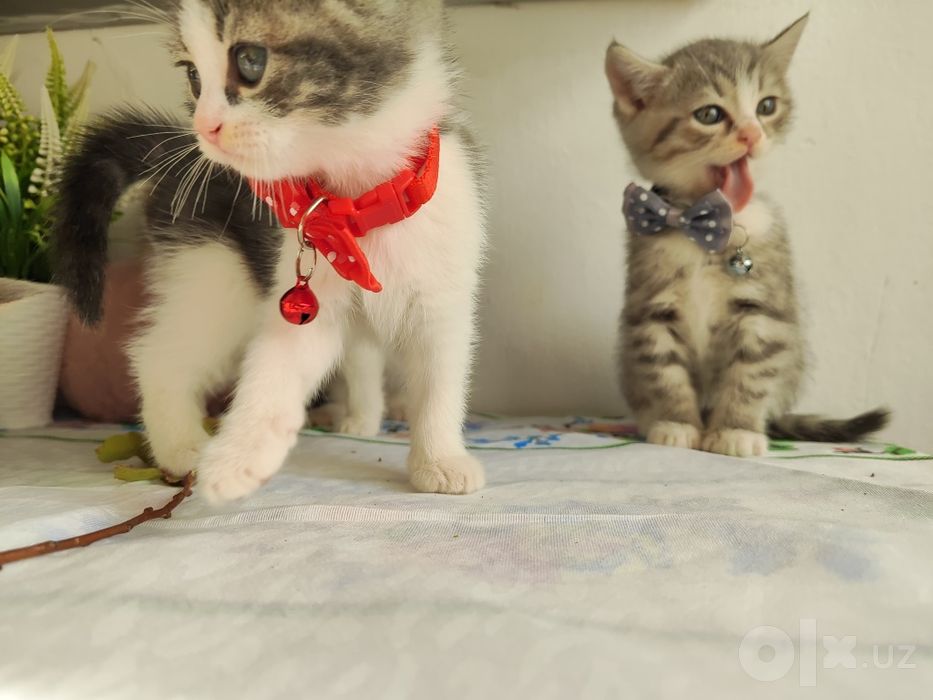 Котята (мама Скоттиш страйт папа уличный кот)