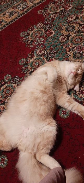 Сибирский     кот