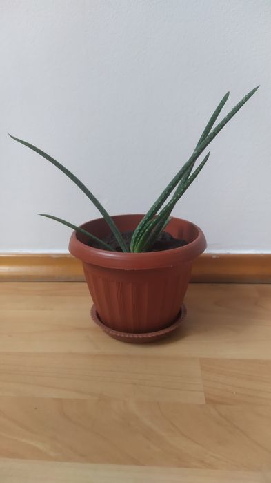 Алое вера комнатные