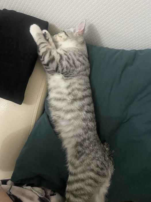 Продаеться британский кот.