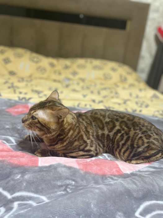 Вязка bengal mushugi