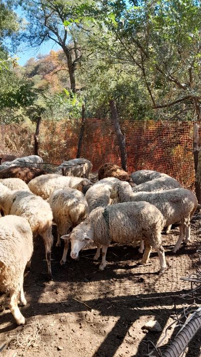 Саулық қойлар. Овцематки